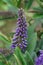 Vertical closeup on an emerging colorful bright blue blossoming evergreen Hebe pinguifolia flower in the garden