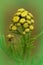 Vertical closeup on emerging yellow Tansy flowers, Tanacetum vulgare in the field