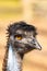 Vertical closeup of an emu (Dromaius novaehollandiae) with orange eyes