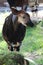 Vertical closeup of an endemic Okapi forest giraffe