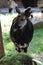 Vertical closeup of an endemic Okapi forest giraffe