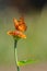 Vertical closeup of an euptoieta claudia butterfly on a pretty flower