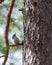Vertical closeup of a Eurasian nuthatch standing on a tree branch unde the sunlight at daytime