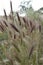 Vertical closeup on False or Wall barley grass, Hordeum murinum