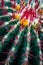 Vertical closeup of a ferocactus pilosus under the sunlight - perfect for aesthetic wallpapers