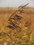 Vertical closeup focus shot of a single reed in an arid field located in ST. Peter-Ording, Germany