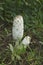 Vertical closeup on a fresh emerging Lawyer\\\'s Wig, or Shaggy Inkcap mushromm,Coprinus comatus