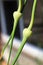 A vertical closeup of garlic scape heads