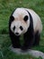 Vertical closeup of the giant panda on the green lawn. Ailuropoda melanoleuca.