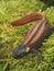 Vertical closeup on a gorgeous endangered Chinese Red-tailed Knobby Newt , Tylototriton kweichowensis