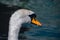 Vertical closeup of a graceful Mute swan neck and head