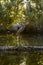 Vertical closeup of a Great blue heron on a tree log floating on a lake