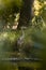 Vertical closeup of a Great blue heron on a tree log floating on a lake