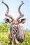 Vertical closeup of a greater kudu, Tragelaphus strepsiceros.
