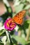 Vertical closeup of a Gulf fritillary butterfly sitting on a pink zinnia flower