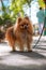 Vertical closeup of a hairy dog with ita owner