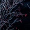 Vertical closeup of hawthorn branches in the darkness.