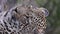 Vertical closeup of the head of a cheetah