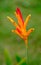 Vertical closeup of a heliconia hirsuta in a field under the sunlight with a blurry background