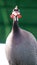 Vertical closeup of a Helmeted guineafowl on a green background