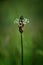 Vertical closeup of hoary plantain on a blurry green background
