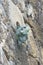 Vertical closeup of an iguana hiding in a small rocky cave