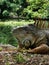 Vertical closeup of an iguana near a pond in an evergreen park during daytime