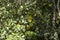 Vertical closeup of the jackfruits in the trees in a tropical fruit garden in Brazil