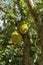 Vertical closeup of the jackfruits in the trees in a tropical fruit garden in Brazil