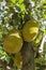 Vertical closeup of the jackfruits in the trees in a tropical fruit garden in Brazil