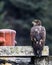 Vertical closeup of Juvenile bald eagle (Haliaeetus leucocephalus) on a dock on blurred background