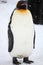 Vertical closeup of a king penguin standing on the ground covered in the snow in Hokkaido, Japan