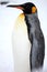 Vertical closeup of a king penguin standing on the ground covered in the snow in Hokkaido in Japan