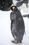 Vertical closeup of a king penguin standing on the ground covered in the snow in Hokkaido, Japan