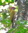 Vertical closeup of a Laced woodpecker perched on a tree log