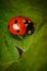 Vertical closeup of a Ladybird beetle on a leaf under the sunlight with a blurry background