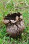 Vertical closeup on a large Puffball mushroom , Calvatia utriformis