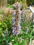 Vertical closeup on a lightblue Agastache flower in the Royal botanical garden, Meise