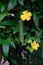 Vertical closeup of loofah flowers growing in a garden