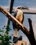 Vertical closeup of a luzon hornbill bird perching on a tree branch in a zoo