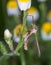 Vertical closeup macro focus shot of Liponeura Cinerascens insect