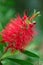 Vertical closeup macro shot of a crimson bottlebrush flower