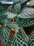 Vertical closeup macro shot of Fittonia nerve plant