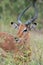 Vertical closeup of a majestic impala sitting on green grass