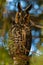 Vertical closeup of a majestic long-eared owl on a tree branch