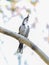 Vertical closeup of a male crescent honeyeater perched on a branch. Phylidonyris pyrrhopterus.