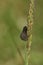 Vertical closeup on a male of the rare , black Round-winged bagworm micro moth, Epichnopterix plumella