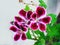 Vertical closeup of Martha Washington or Regal Geraniums. Selective focus
