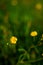 Vertical closeup of a meadow buttercup against the blurred green field background