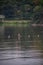 Vertical closeup of Minjiang river near a green shore in Dongpo Urban Wetland Park, Meishan, China